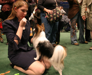 Illustration for article titled Wrapping Up The Westminster Dog Show